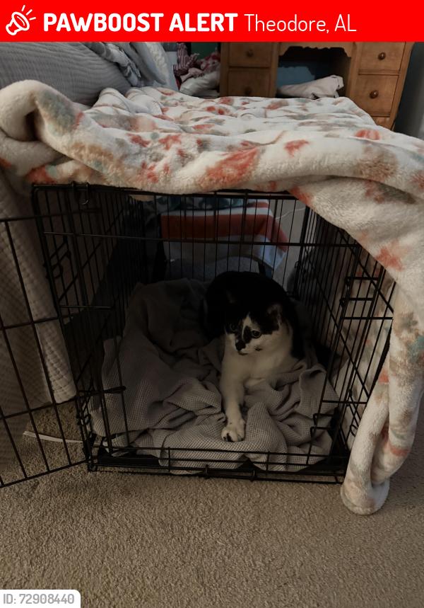 Lost Male Cat last seen Near McDonald Rd & Three Notch(Ted’s Fruit Stand Area), Theodore, AL 36582