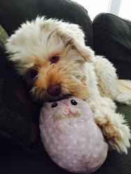 Lost Female Dog last seen Near Woodard St, Houston, TX 77009