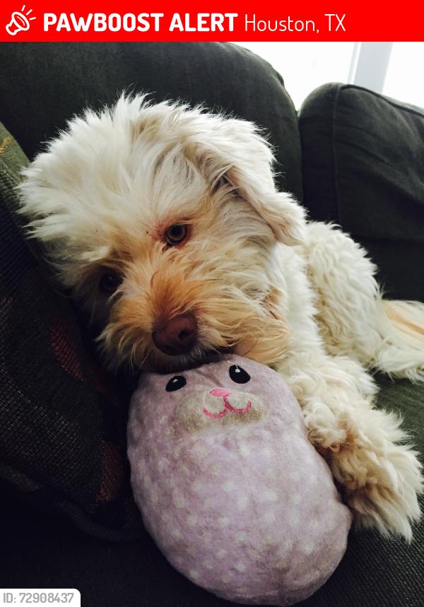 Lost Female Dog last seen Near Woodard St, Houston, TX 77009