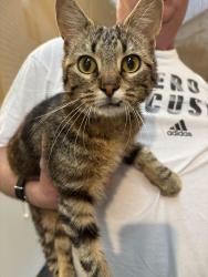 Found/Stray Female Cat last seen Big Bend near Dougherty Ferry, St. Louis County, MO 63122