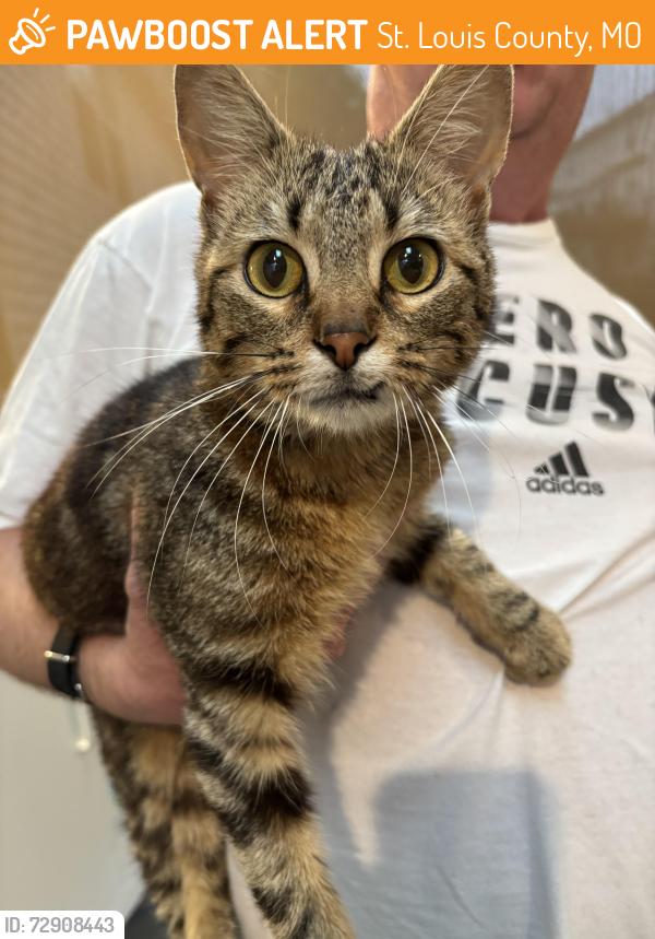 Found/Stray Female Cat last seen Big Bend near Dougherty Ferry, St. Louis County, MO 63122
