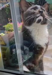 Lost Male Cat last seen Chaucer Drive, Longfellow Way, Wordsworth Road, Lynton Road, Mandela Way, Rolls Road, Greater London, England SE1 5TA