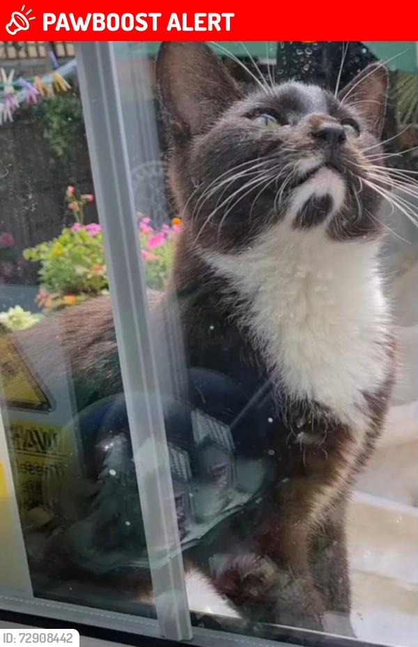 Lost Male Cat last seen Chaucer Drive, Longfellow Way, Wordsworth Road, Lynton Road, Mandela Way, Rolls Road, Greater London, England SE1 5TA