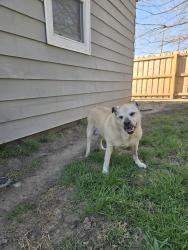 Reunited Male Dog last seen Near leeds ave, Indianapolis, IN 46203