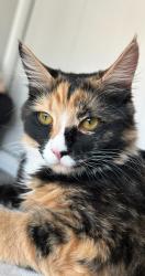 Lost Female Cat last seen W 7th st, San Bernardino, CA 92410