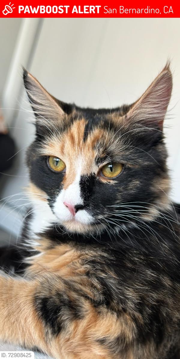 Lost Female Cat last seen W 7th st, San Bernardino, CA 92410