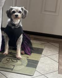 Reunited Female Dog last seen Thomast st, Brentwood, NY 11717
