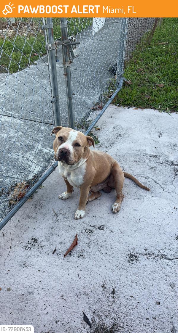 Found/Stray Male Dog last seen Near nd st and 63rd on nw 8th avenue , Miami, FL 33150