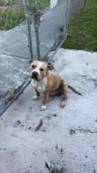 Found/Stray Male Dog last seen Near nd st and 63rd on nw 8th avenue , Miami, FL 33150