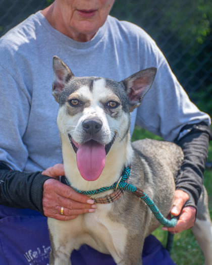 Shelter Stray Female Dog last seen Near N Hairston Rd Stone Mountain, 30083, 30083, GA, Atlanta, GA 30341