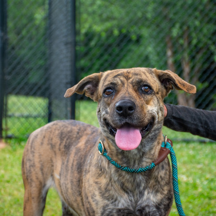 Shelter Stray Female Dog last seen Near Champman Circle Stone Mountain, 30088, 30088, GA, Atlanta, GA 30341