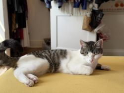 Reunited Female Cat last seen At the corner of 13th and Summit, Columbus, OH 43201