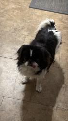 Reunited Female Dog last seen Ridge Cir Dr, San Antonio, TX 78233, USA, San Antonio, TX 78233