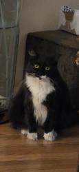 Reunited Female Cat last seen Near Naples St, Chula Vista, CA 91911, USA, Chula Vista, CA 91911