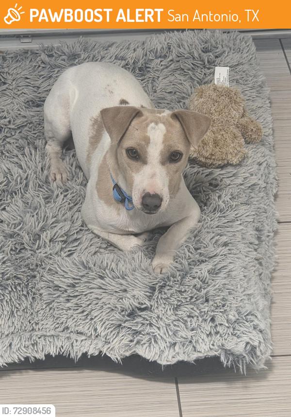 Found/Stray Male Dog last seen Flores and Southcross, San Antonio, TX 78214