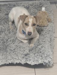 Found/Stray Male Dog last seen Flores and Southcross, San Antonio, TX 78214