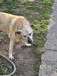 Reunited Male Dog last seen Leeds English, Indianapolis, IN 46203