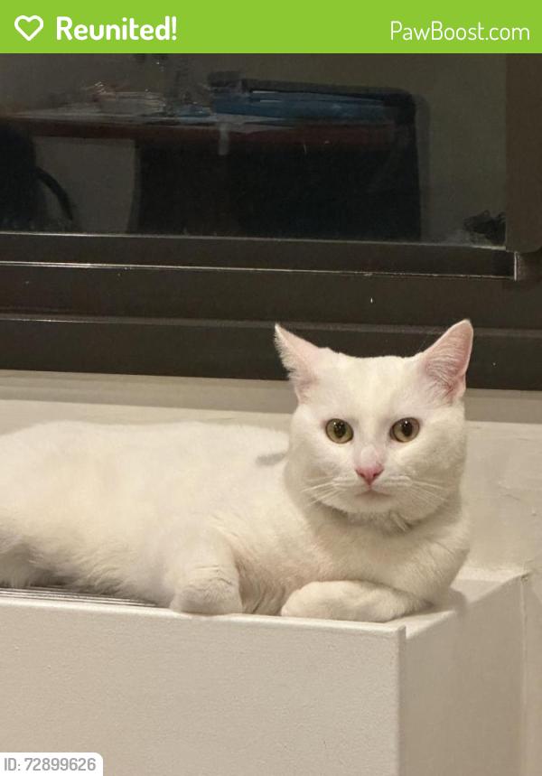 Reunited Male Cat last seen 101st st Corona Queens, Queens, NY 11368