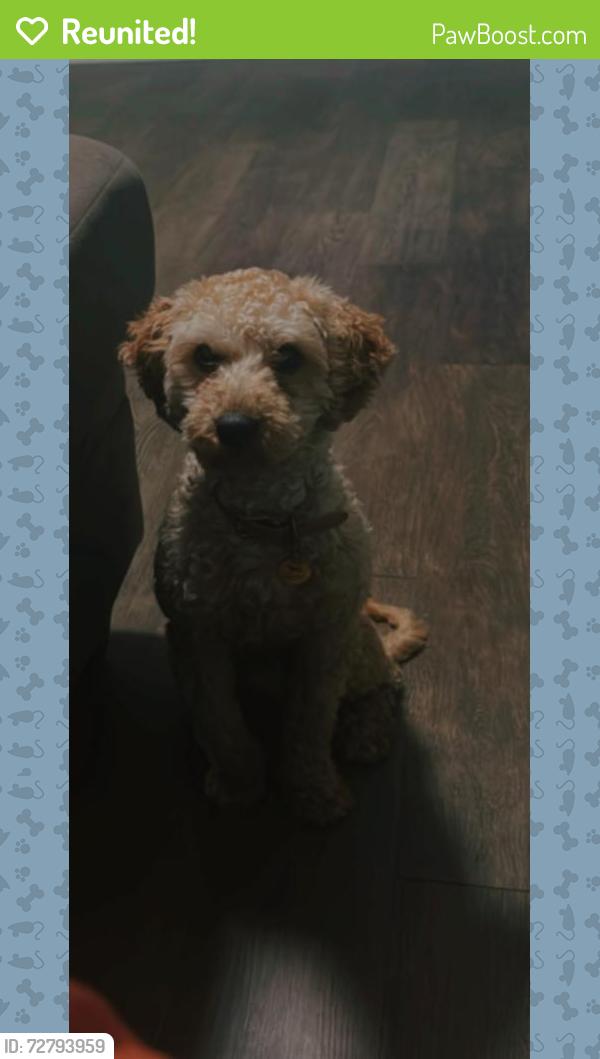 Reunited Male Dog last seen Jordan narrow, Clayton, NC 27527