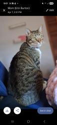 Lost Male Cat last seen Near Hampton Heights Road APT 3 Canton NC 28716, Canton, NC 28716