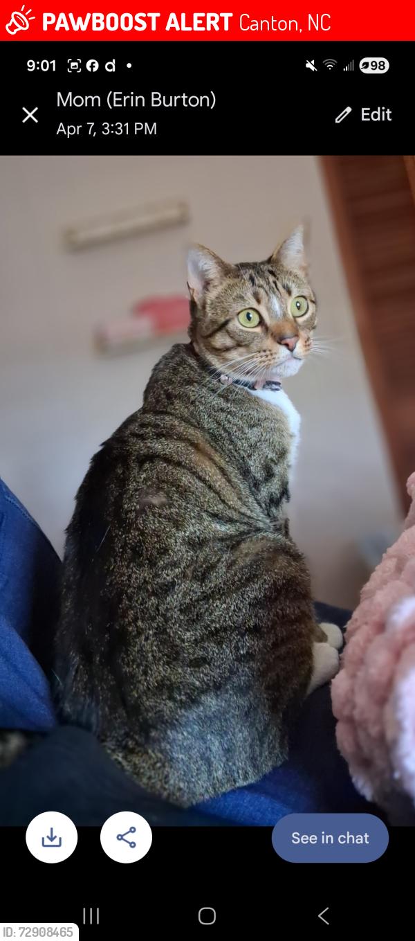 Lost Male Cat last seen Near Hampton Heights Road APT 3 Canton NC 28716, Canton, NC 28716
