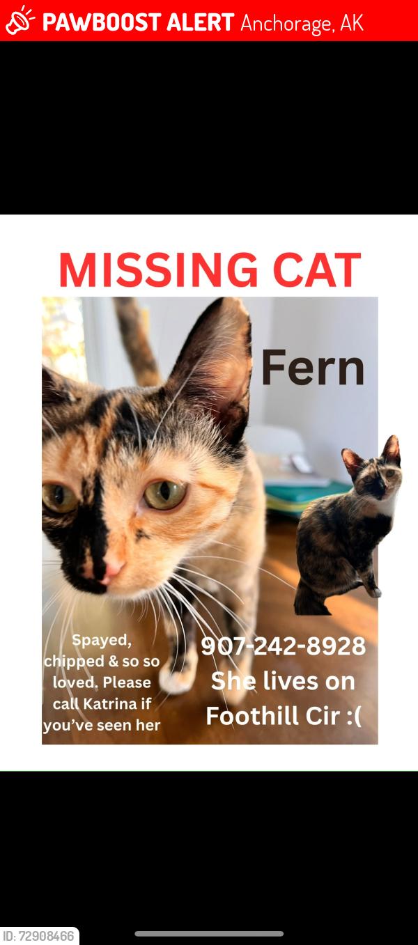 Lost Female Cat last seen Foothill Cir & Otter Dr & 16th Ave area, Anchorage, AK 99504