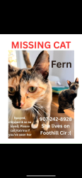 Lost Female Cat last seen Foothill Cir & Otter Dr & 16th Ave area, Anchorage, AK 99504