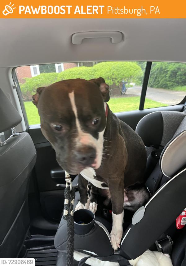 Found/Stray Male Dog last seen Marmaduke park, Pittsburgh, PA 15212