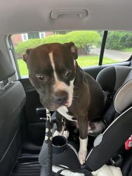 Found/Stray Male Dog last seen Marmaduke park, Pittsburgh, PA 15212