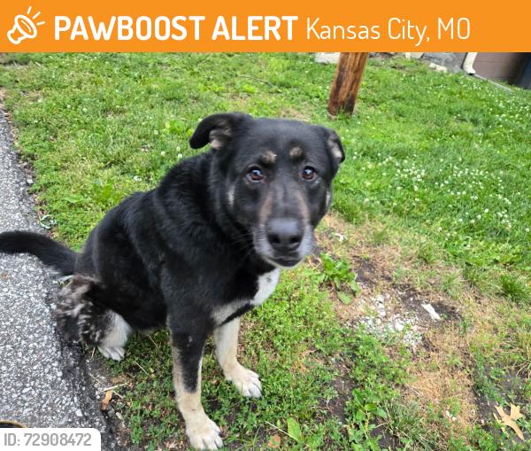 Found/Stray Female Dog last seen Near and brookside, Kansas City, MO 64114