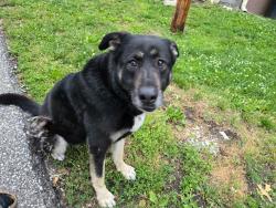 Found/Stray Female Dog last seen Near and brookside, Kansas City, MO 64114