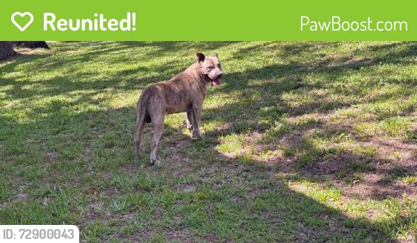 Reunited Male Dog last seen Rolling hills and Yorktown Titusville FL , Titusville, FL 32796
