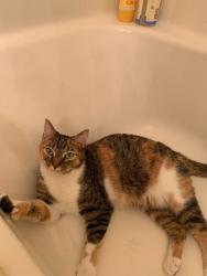 Lost Female Cat last seen Timber trace and crimson clover, Zephyrhills, FL 33543