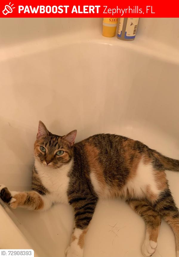 Lost Female Cat last seen Timber trace and crimson clover, Zephyrhills, FL 33543