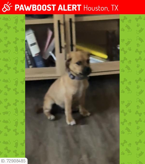 Lost Male Dog last seen Fleming dr, Houston, TX 77013