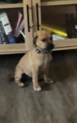 Lost Male Dog last seen Fleming dr, Houston, TX 77013
