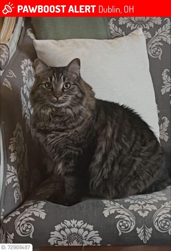Lost Female Cat last seen Hasnt been seen since she escaped the house. Located in Muirfield. Davington Dr., Dublin, OH 43017
