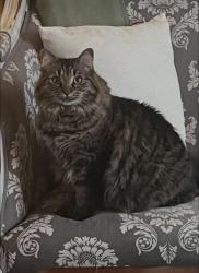 Lost Female Cat last seen Hasnt been seen since she escaped the house. Located in Muirfield. Davington Dr., Dublin, OH 43017