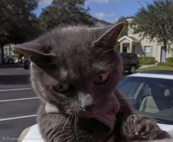 Reunited Female Cat last seen Bridgewalk & Churchside, Fish Hawk, FL 33547