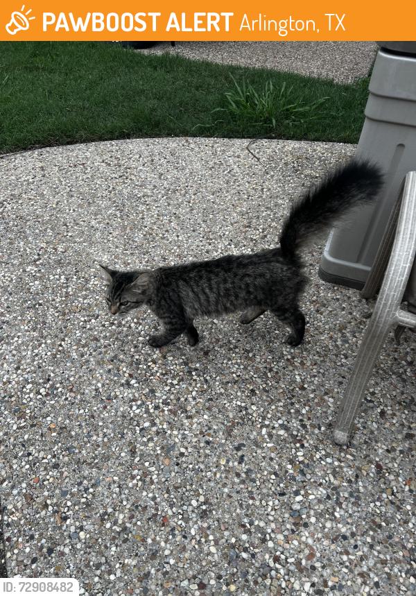Found/Stray Unknown Cat last seen Bowen, I-20, Wimbledon , Arlington, TX 76017
