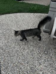 Found/Stray Unknown Cat last seen Bowen, I-20, Wimbledon , Arlington, TX 76017