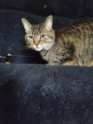 Reunited Female Cat last seen Raymond and Sherman , Indianapolis, IN 46203