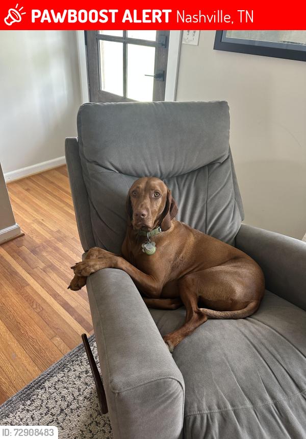 Lost Male Dog last seen Emery Dr. & Donelson Pk, Nashville, TN 37214