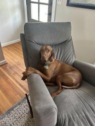 Lost Male Dog last seen Emery Dr. & Donelson Pk, Nashville, TN 37214