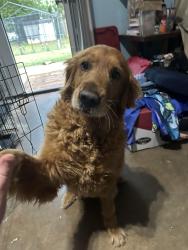 Reunited Female Dog last seen Harness Trl - Heritage Lakes Hwy 14 south of woodruff rd, Simpsonville, SC 29681