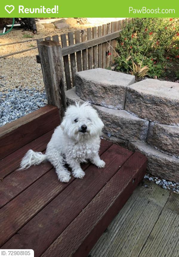 Reunited Female Dog last seen Camby street , Antioch, CA 94509