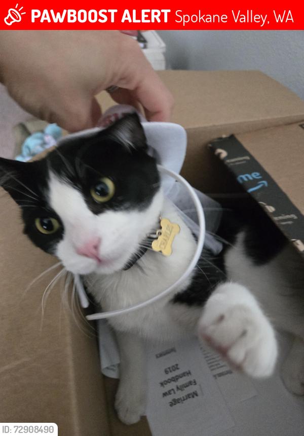 Lost Male Cat last seen Pines, 27th, Spokane Valley, WA 99216