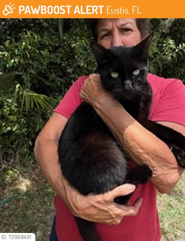 Found/Stray Unknown Cat last seen Clear Lake/Spring Ridge ests area, Rte #44, Eustis, FL 32736