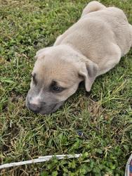 Reunited Female Dog last seen Wayside dr, Bryan, TX 77802