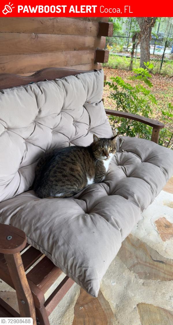 Lost Male Cat last seen Quail Path rd and cox rd, Cocoa, FL 32926